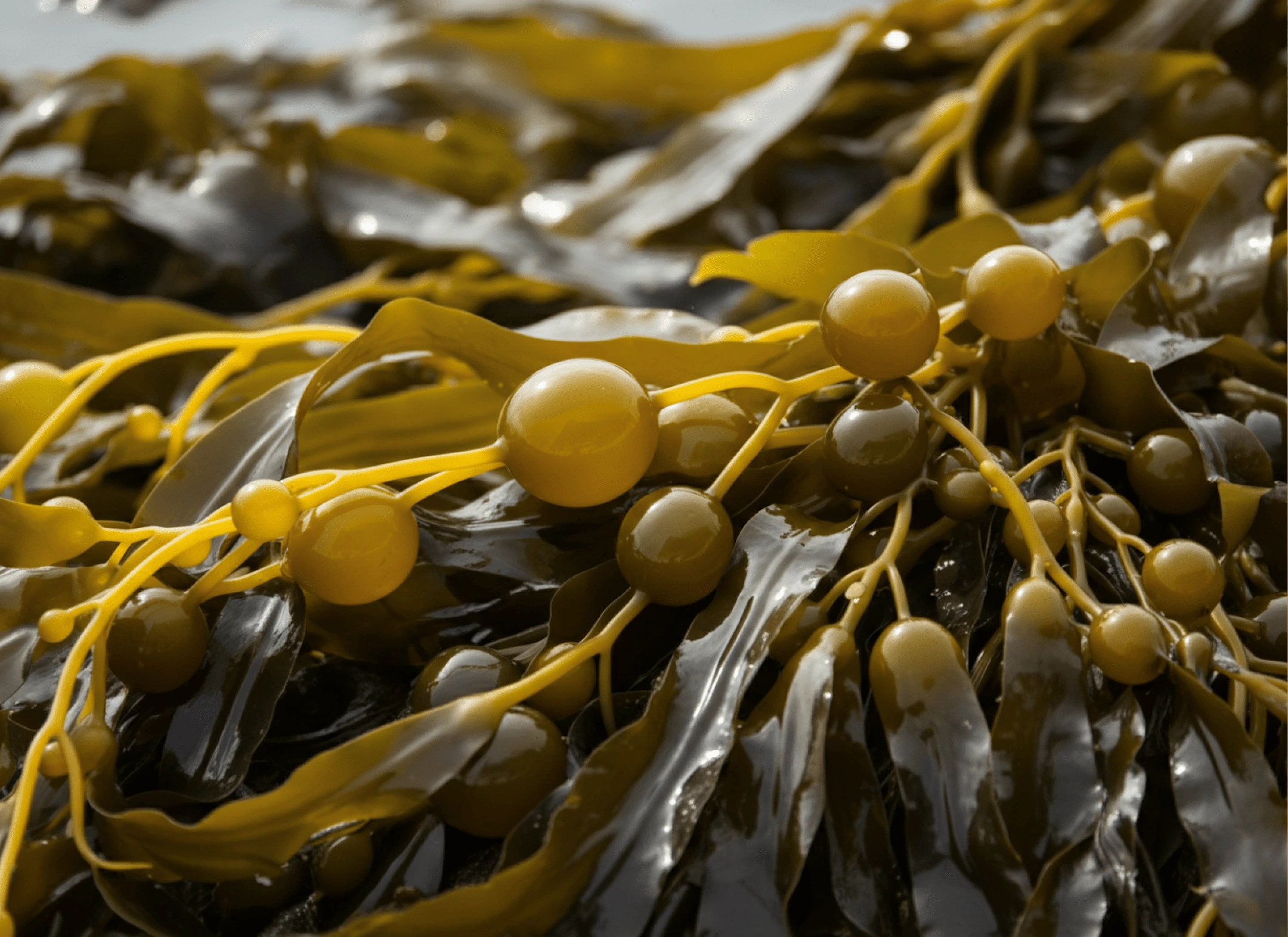 Wakame ingredient illustration
