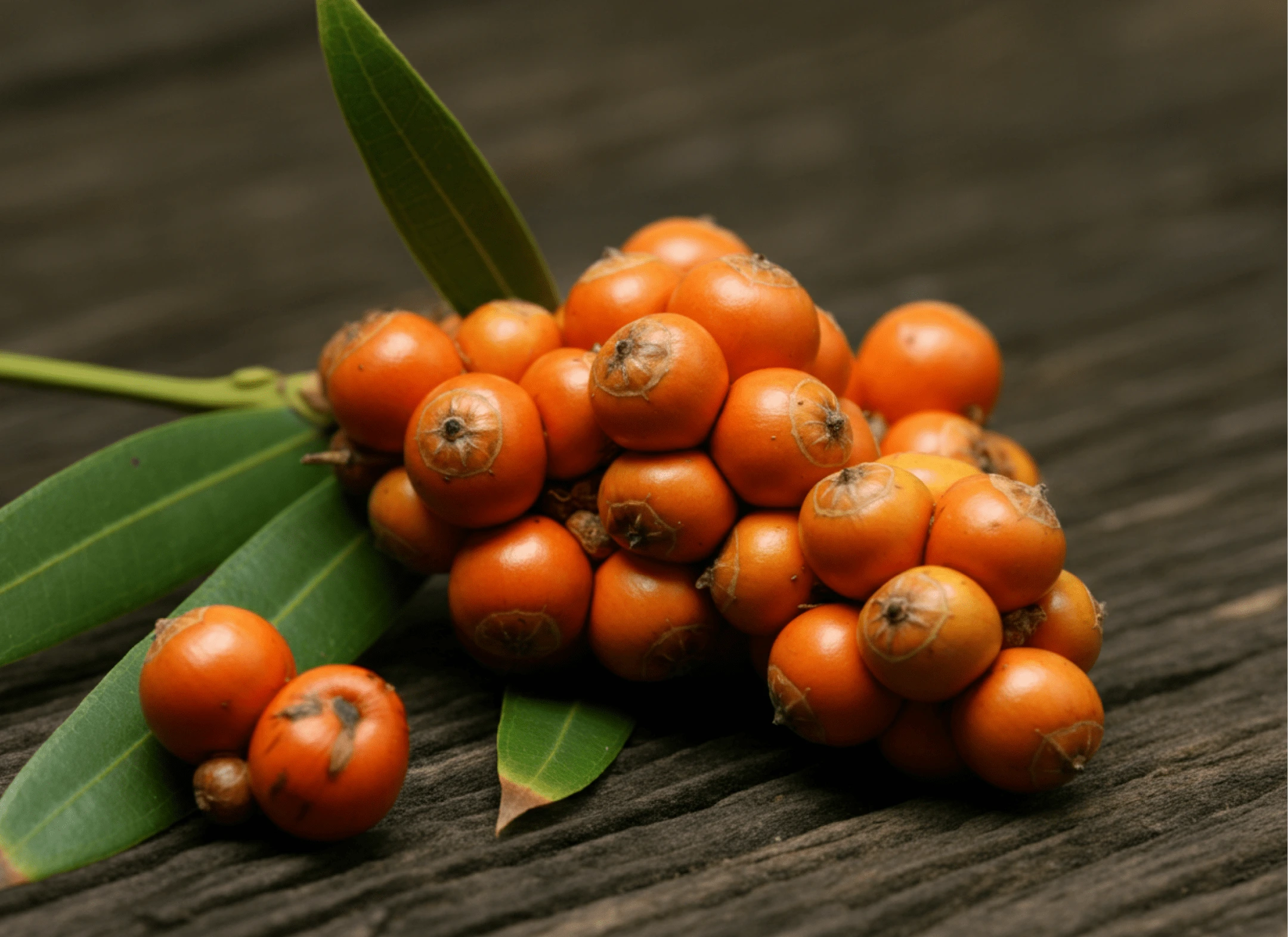 Saw Palmetto ingredient illustration